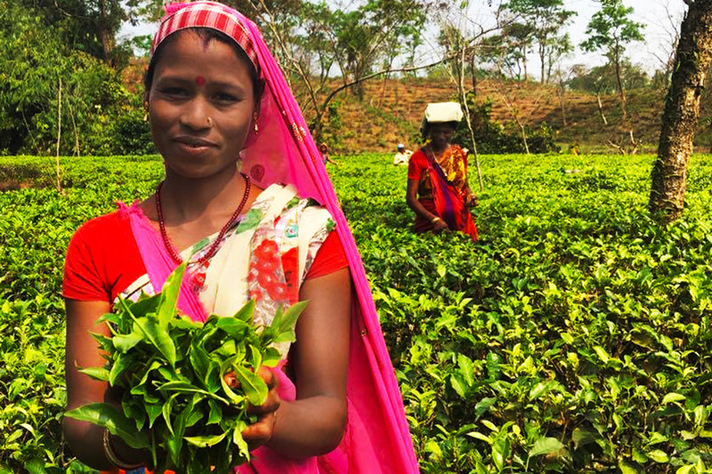 Ultra premium Assam tea - Leilani Fine Tea