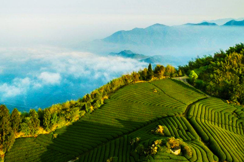 High mountain Alishan Oolong tea Four Season Oolong tea 