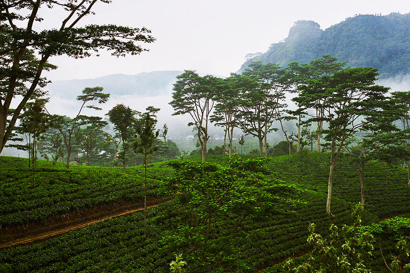 Ceylon black tea - Leilani Fine Tea