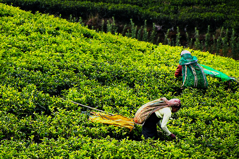 Ceylon black tea - Leilani Fine Tea