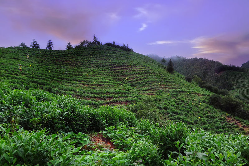 Huangshan Maofeng Green Tea   - Leilani Fine Tea