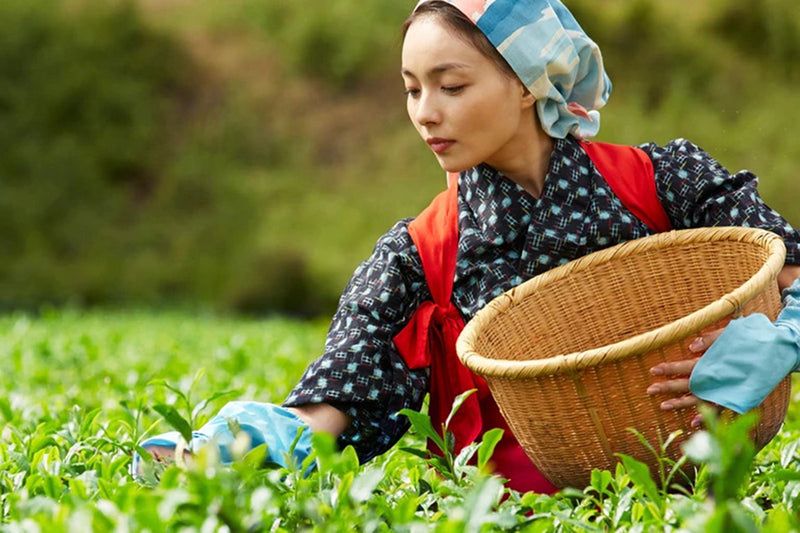 authentic Japanese Sencha - Leilani Fine Tea
