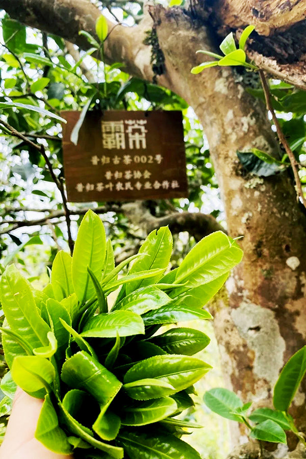 Yunnan Golden Monkey   - Leilani Fine Tea
