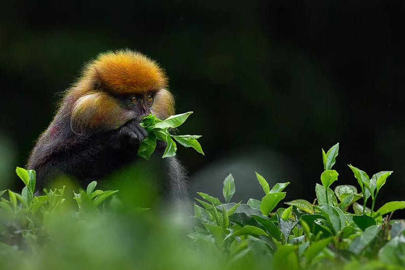 Yunnan Golden Monkey   - Leilani Fine Tea