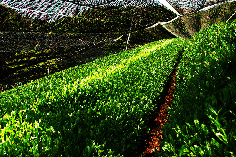 Japanese Gyokuro green tea    - Leilani Fine Tea