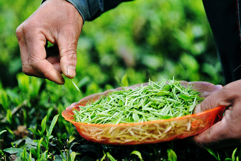 Ultra premium Yunnan Pu’erh tea  - Leilani Fine Tea