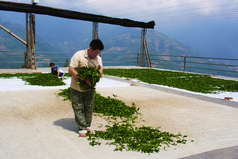 High mountain Alishan Oolong tea Four Season Oolong tea 